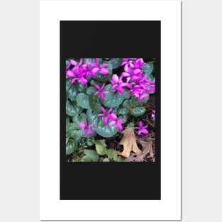 Mini Cyclamen Forest Wildflowers Posters and Art